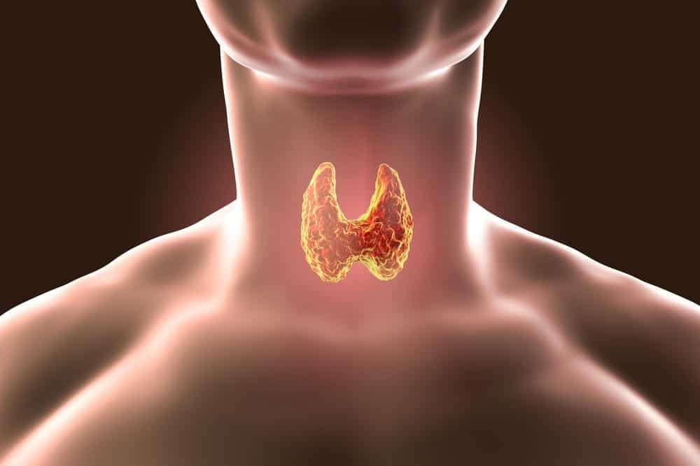 The thyroid is a butterfly-shaped gland