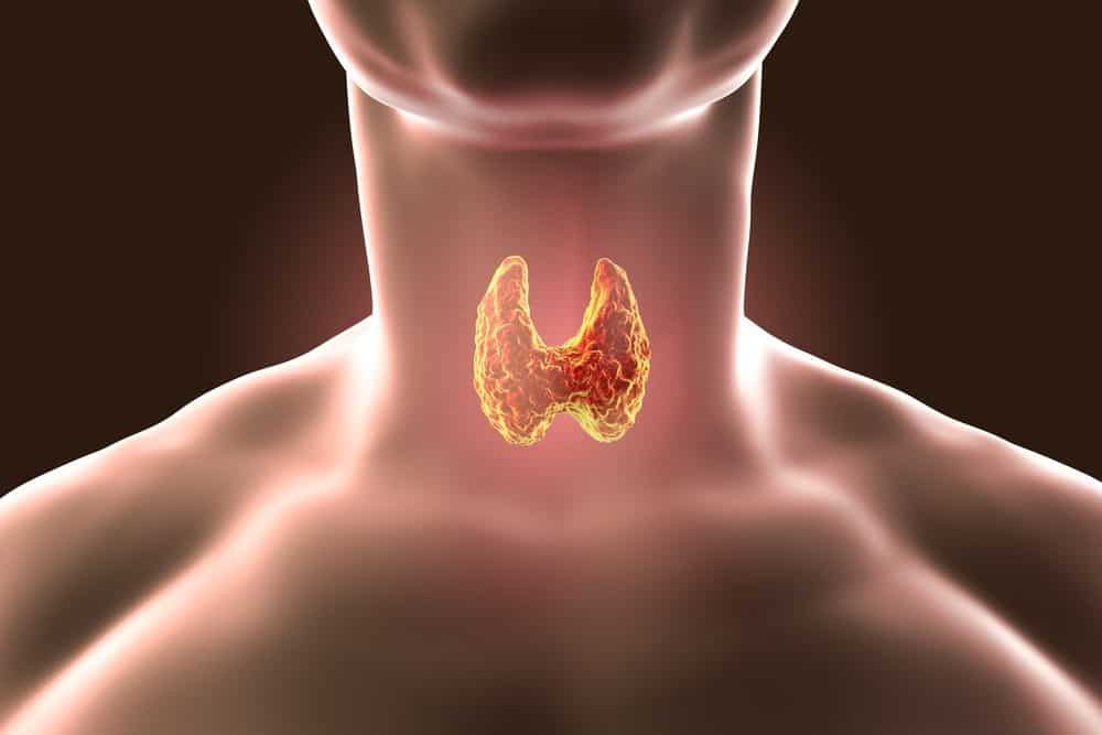 shutterstock_636519110-1000x667 The thyroid is a butterfly-shaped gland