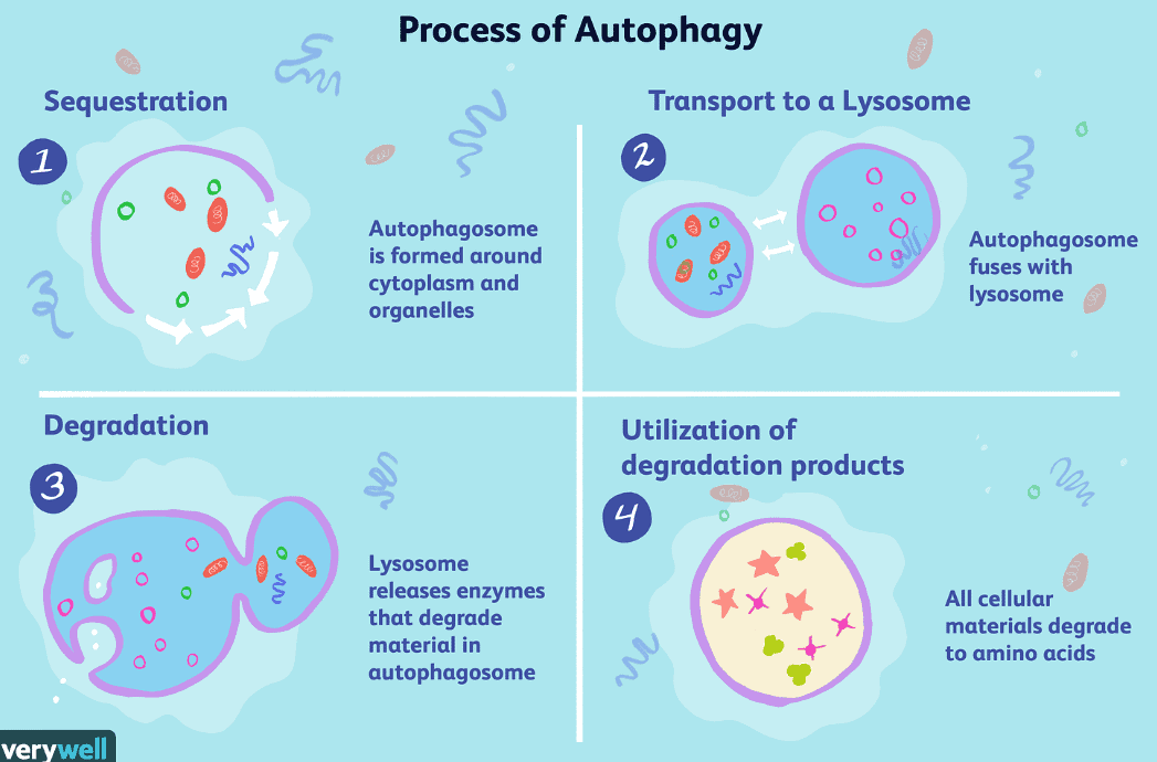 autophagyPic